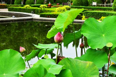 Pembe Lotus çok güzel göl