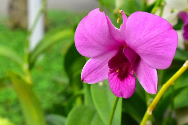 Bela Flor Orquídea Rosa — Fotografia de Stock