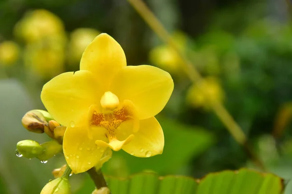 Желтая Орхидея Заднем Дворе — стоковое фото
