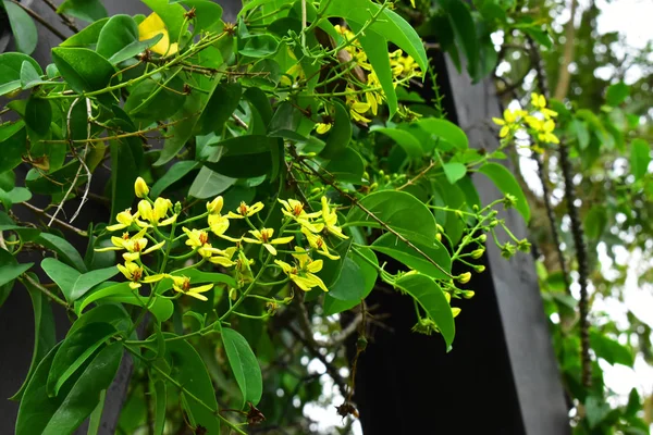 花园中的白色红花 — 图库照片