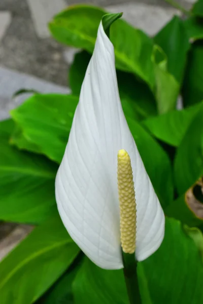 庭に白いアンスリウムの花 — ストック写真