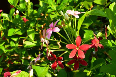 Kırmızı ve pembe çiçekler