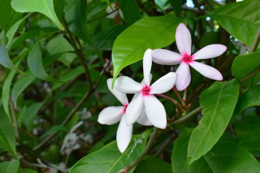 Beyaz ve pembe çiçekler