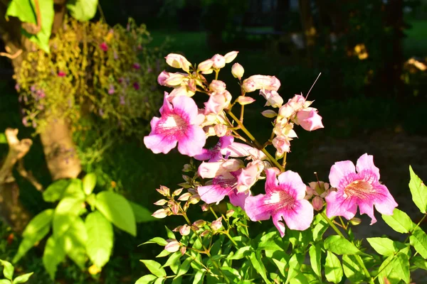 Fehér Rózsaszín Virágok — Stock Fotó