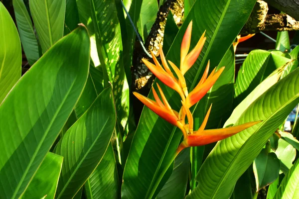 Bela Helicônia Flores — Fotografia de Stock