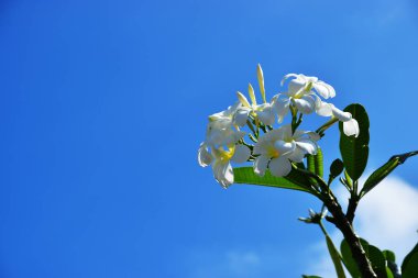 Beyaz Adenium çiçekler
