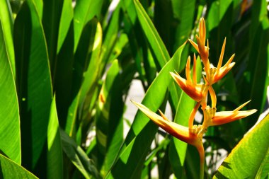 Bahçede sarı Heliconia
