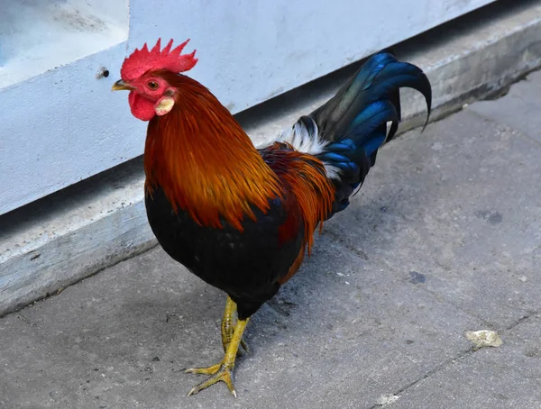 Kyckling Kuk Sakta Promenaden Cement — Stockfoto