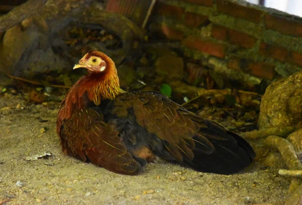 Brown Kyckling Höna Sova Marken — Stockfoto