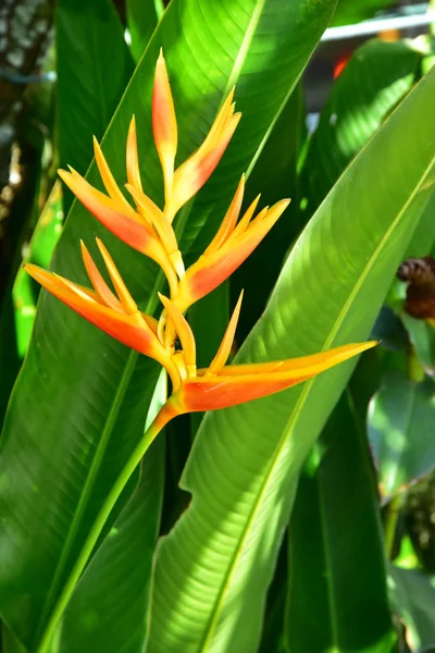 Den Gula Heliconia Bakgården — Stockfoto