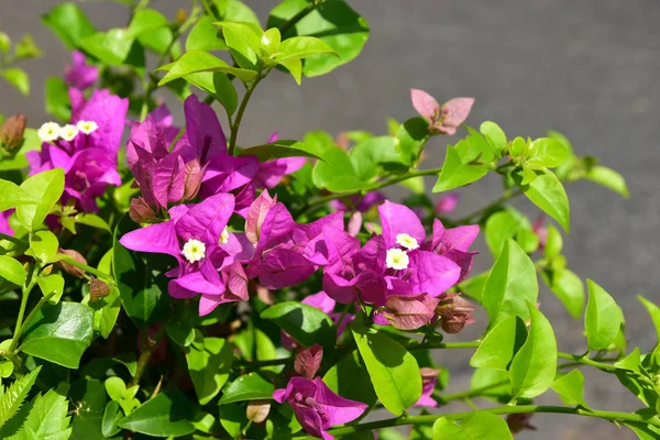 Closeup Rosa Phra Phong Flor Jardim — Fotografia de Stock