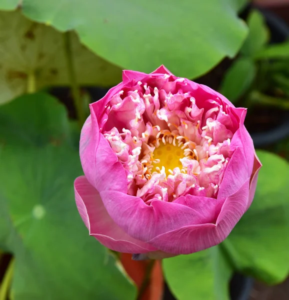 Rózsaszín Nelumbo Lótuszvirág Medencében — Stock Fotó