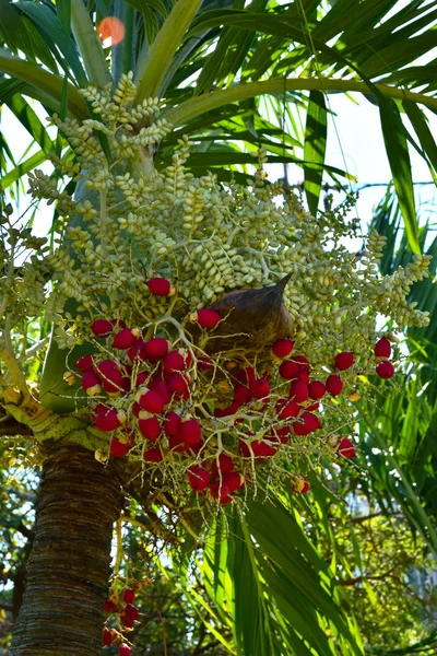 Närbild Röd Betelnötter Nötter Trädet Plam Stockbild