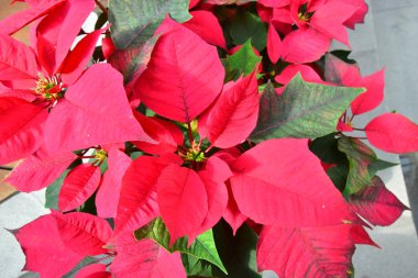 Beyaz yasemin çiçek bahçesinde