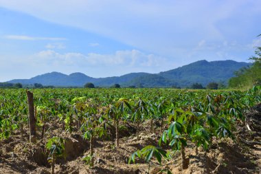 Manyok Plantaion tarım