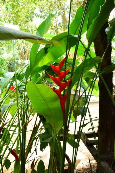 Heliconia — 스톡 사진