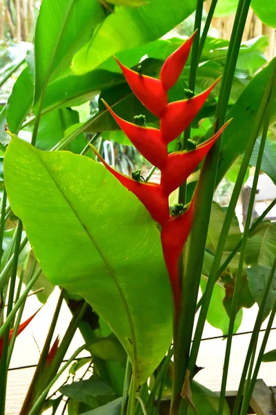 Hermosa Flor Heliconia Tropical Roja —  Fotos de Stock