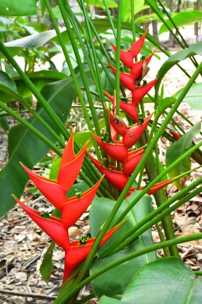 Bela Flor Helicônia Tropical Vermelha — Fotografia de Stock