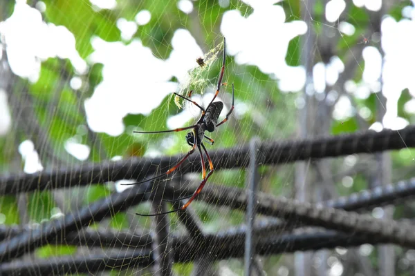 香蕉蜘蛛或金球状织工生活在大树上温暖的地区 — 图库照片