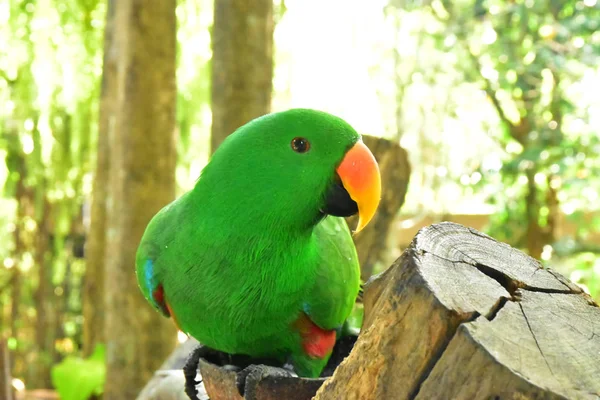 Ahşap Log Üzerinde Güzel Yeşil Papağan Stok Resim