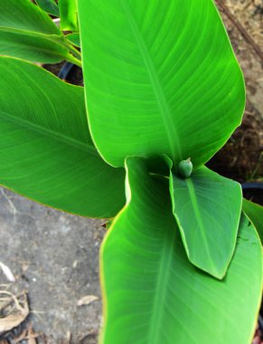 Canna çiçek ve yaprak üstten görünüm