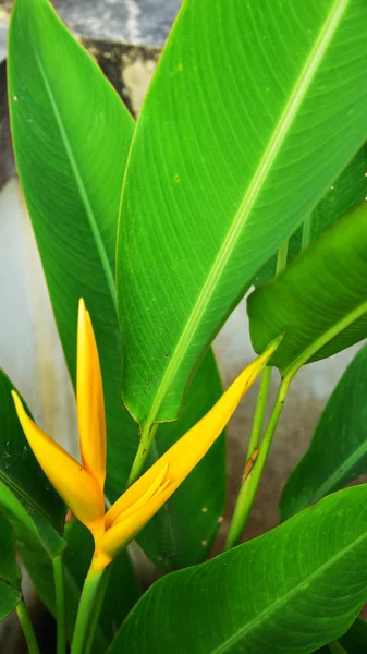 Nahaufnahme Der Schönen Goldenen Fackel Heliconia Blume Mit Grünem Blatt — Stockfoto