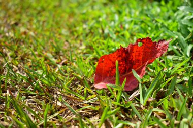 Çim sahada düşmüş kırmızı yaprak