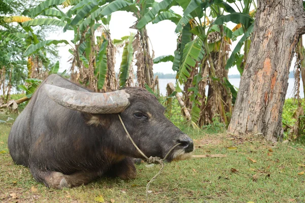 Asian Svart Vattenbuffel Med Fältet Nära Vatten Pool — Stockfoto