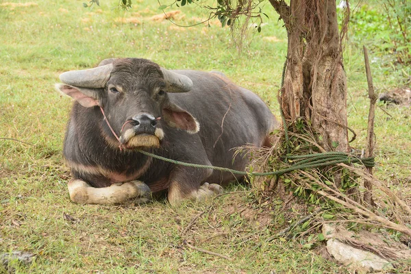 Asian Svart Vattenbuffel Gräsplan — Stockfoto