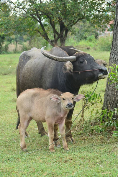 Asian Black Water Buffalo Son — Stock Photo, Image