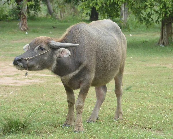 Asian Svart Vattenbuffel Gräsplan — Stockfoto