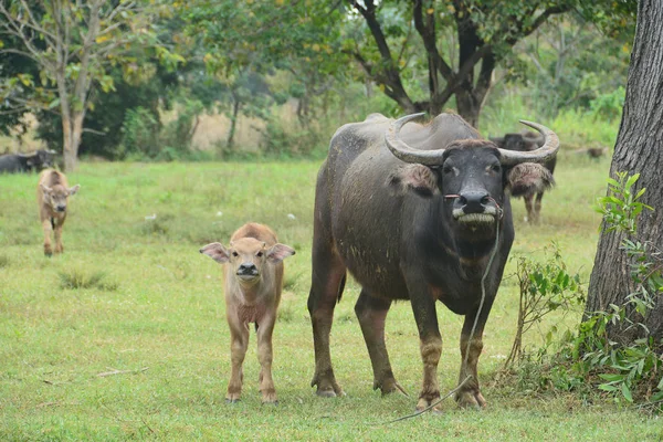 Asian Svart Vattenbuffel Med Son — Stockfoto