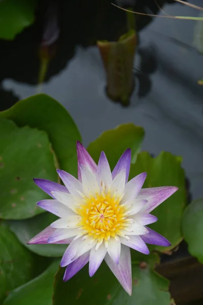 Violet White Nilumbo Nucifera Lotus Flower Water Pool — Stock Photo, Image