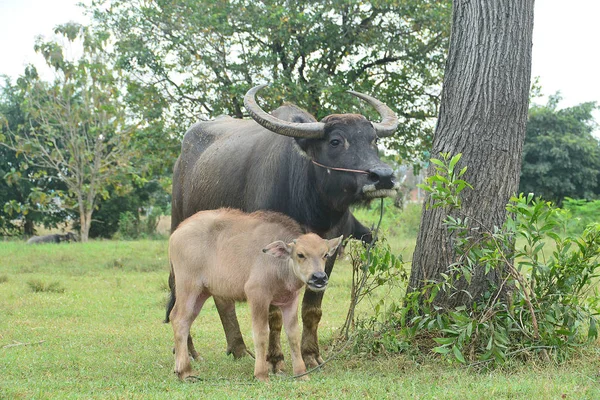 亚洲黑水水牛与儿子 图库照片
