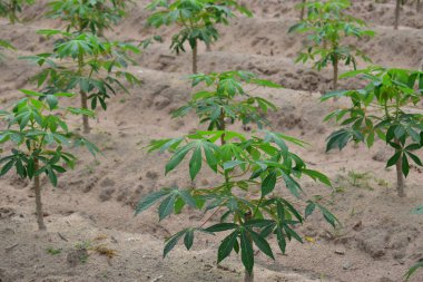 Asya sanayi manyok tarım