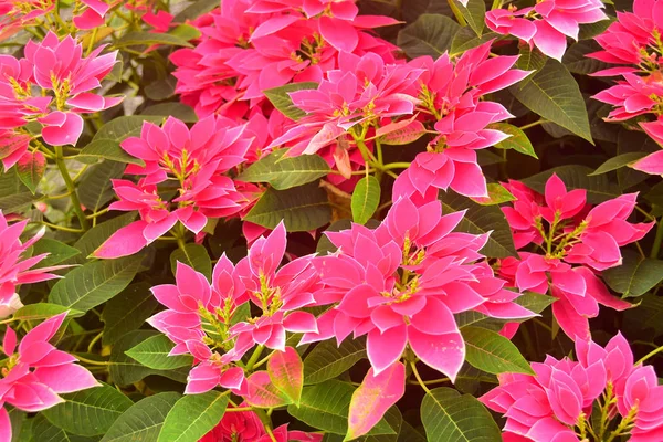 Bella Euphorbia Pulcherrima Pink Leaves Garden — Foto Stock