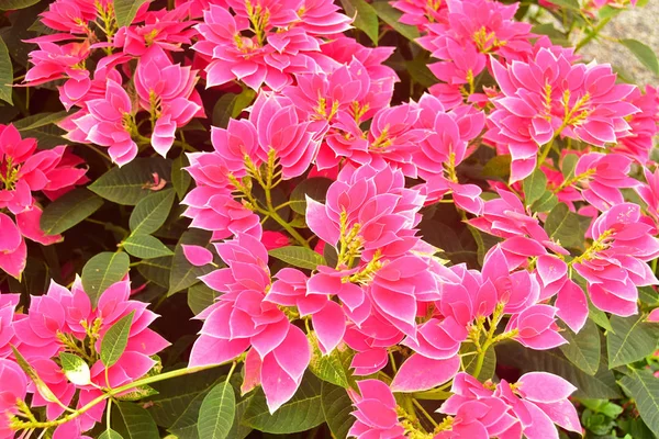 美丽的欧普罗比亚普尔切里玛粉红叶花园 — 图库照片