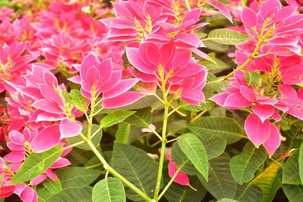 Schöne Euphorbia Pulcherrima Rosa Blätter Garten — Stockfoto