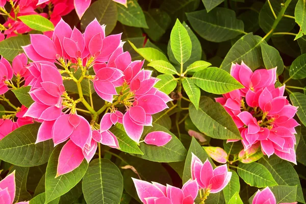Bella Euphorbia Pulcherrima Pink Leaves Garden — Foto Stock