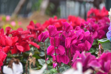 Bahçede güzel Pnik çiçek