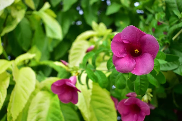 Belas Flores Roxas Com Folhas Verdes — Fotografia de Stock