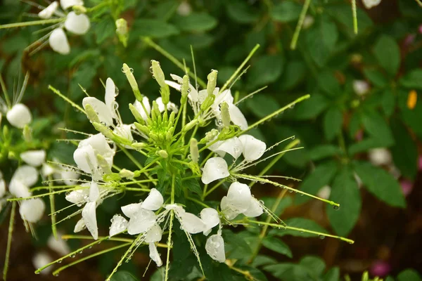 Белый Цветок Каплей Дождя Саду — стоковое фото