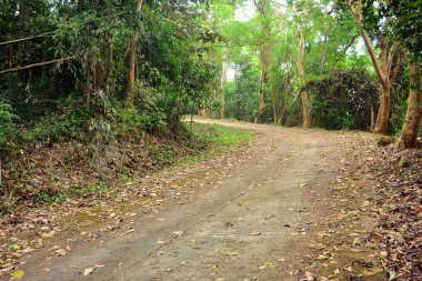 Güzel bir şekilde ağaç peyzaj