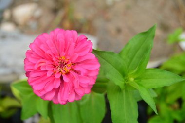 Üstten görünüm üzerinde yeşil yaprakları ile pembe Gerbira