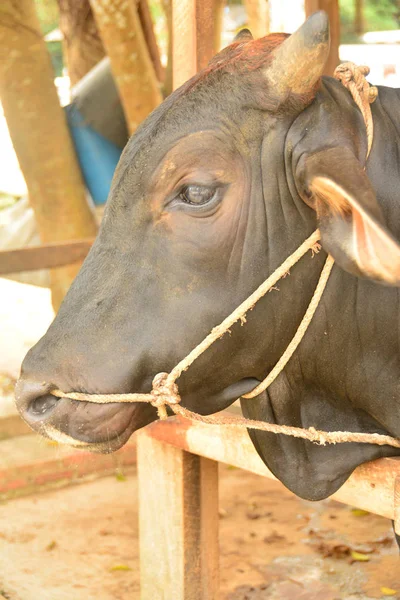 Yakın çekim portre kahverengi inek çiftliği