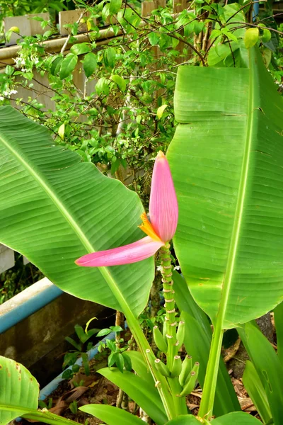 Hermosas Flores Plátano Rosa Hojas Verdes Patio Trasero — Foto de Stock