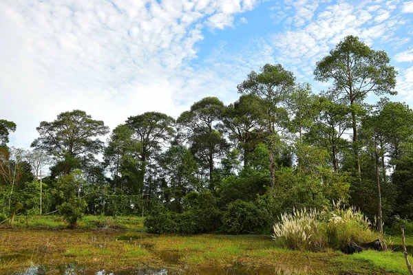 Indah Pemandangan Pemandangan Pohon Dan Danau Dengan Langit Biru — Stok Foto