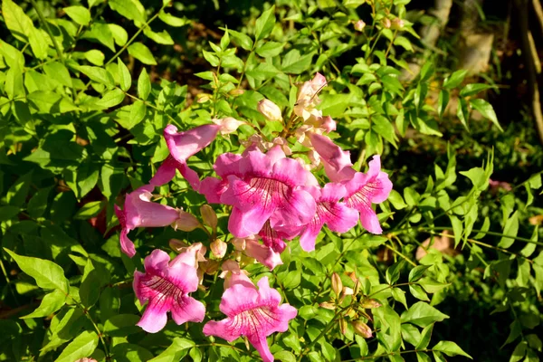 美丽的关闭粉红色的花在花园里 — 图库照片