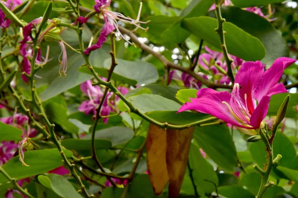 Közelről Szép Virágzó Rózsaszín Bauhinia Purpurea Virágok — Stock Fotó