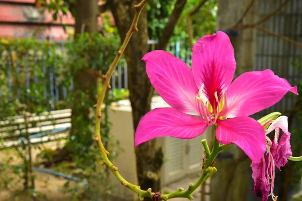 Közelről Szép Virágzó Rózsaszín Bauhinia Purpurea Virágok — Stock Fotó